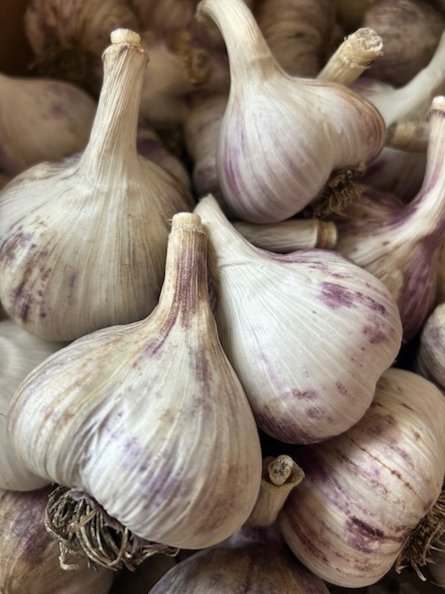 Russian Red Farm Fresh Local Garlic