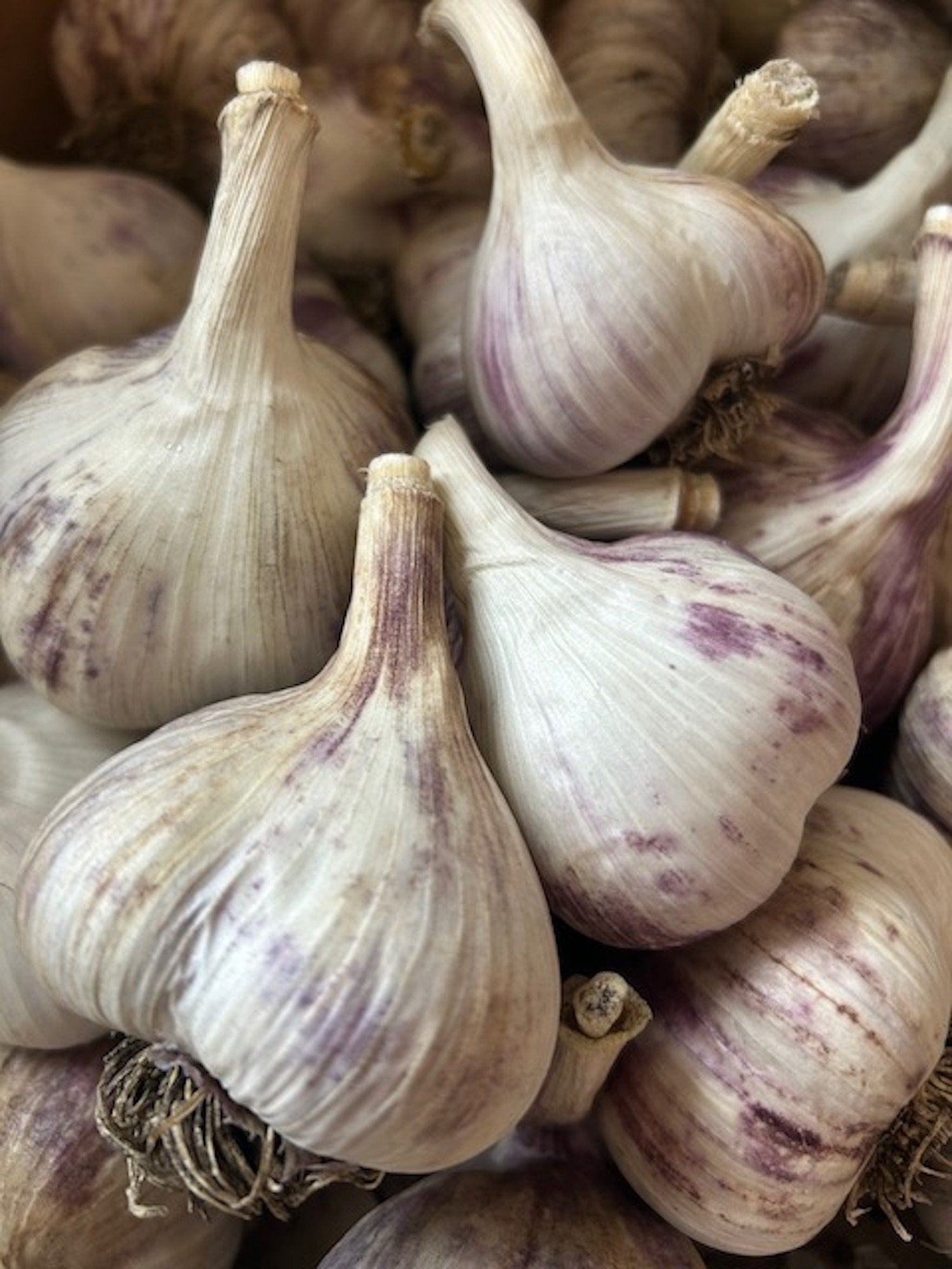 Russian Red Farm Fresh Local Garlic