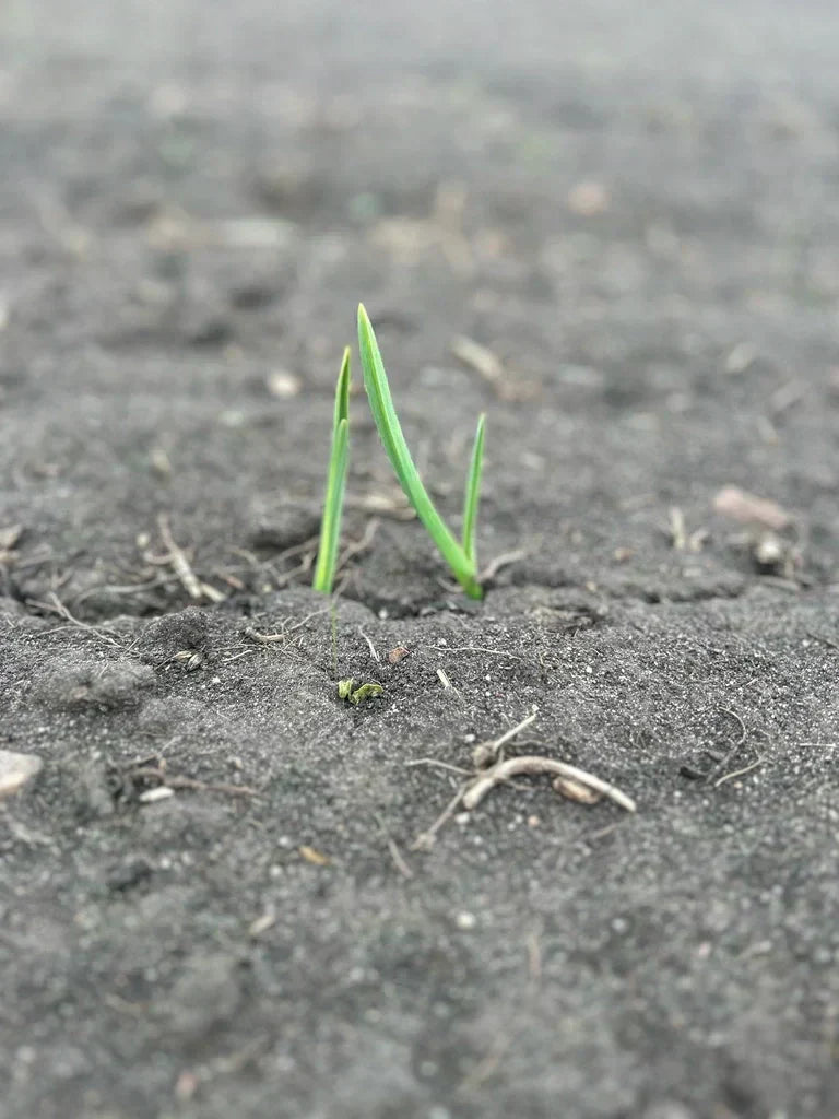 Garlic Growing in Spring Alberta 