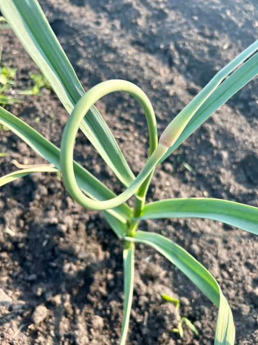 Garlic Scape Local Premium Garlic