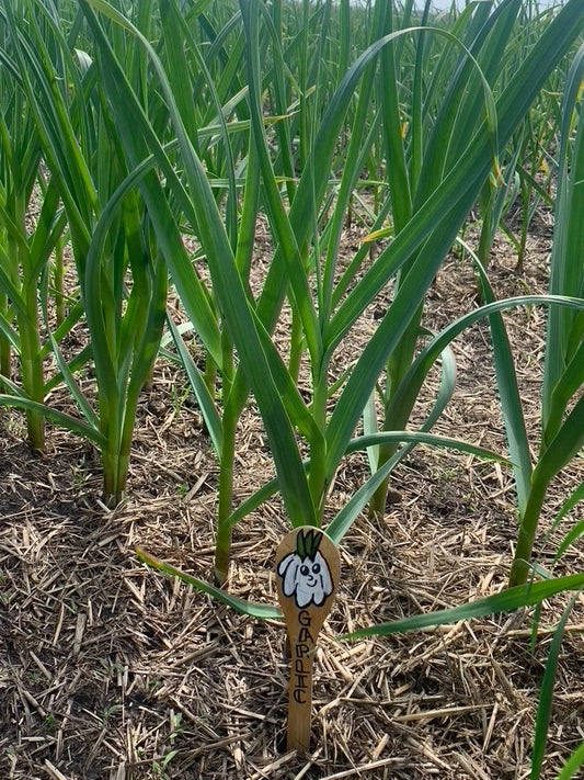 Why You Shouldn't Plant Grocery Store Garlic