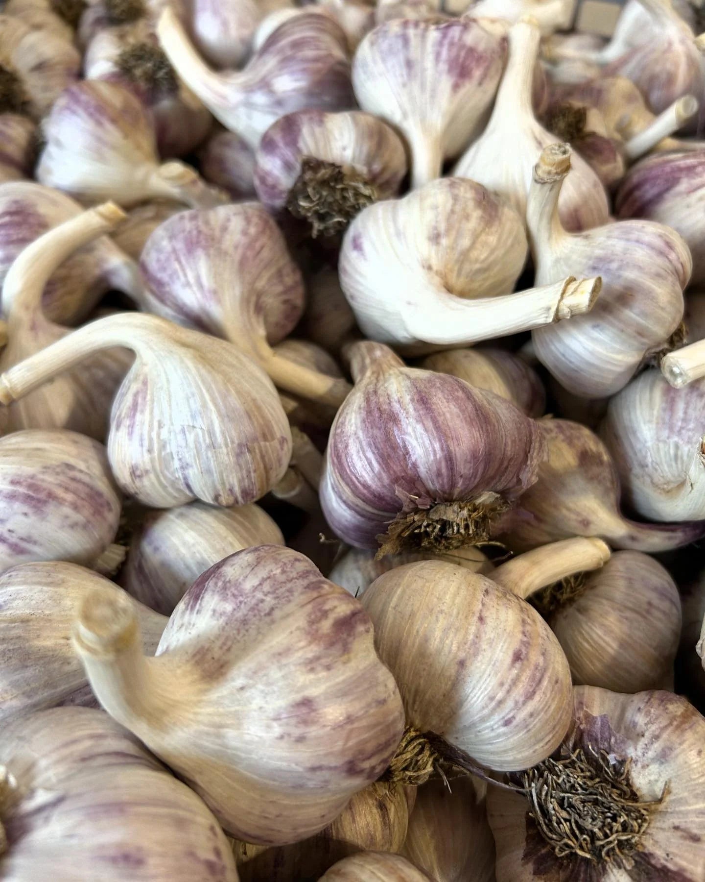 Local Farm-Fresh Garlic